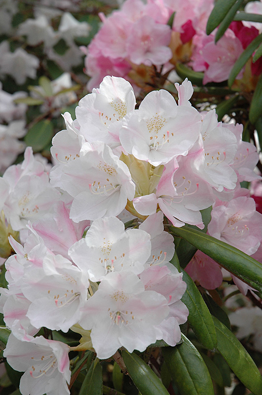 Yakushima Rhododendron (Rhododendron yakushimanum) at Hicks Nurseries