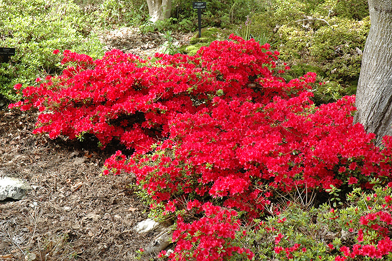 Hino Crimson Azalea (Rhododendron 'Hino Crimson') at Hicks Nurseries