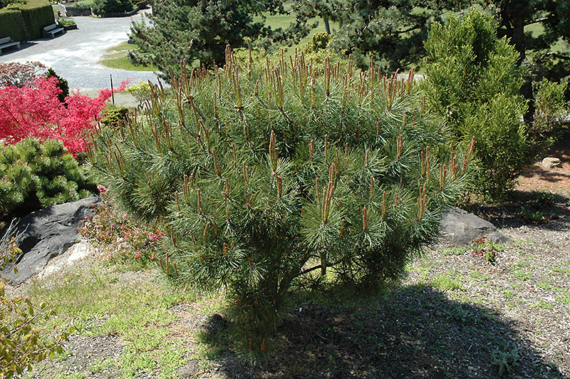 Japanese Umbrella Pine (Pinus densiflora 'Umbraculifera') at Hicks Nurseries