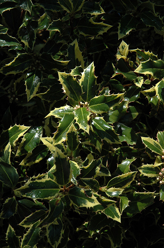 Gold Coast English Holly (Ilex aquifolium 'Monvila') at Hicks Nurseries