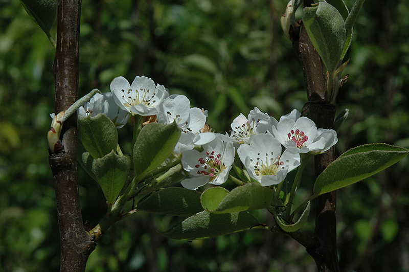 Shinseiki Asian Pear (Pyrus pyrifolia 'Shinseiki') at Hicks Nurseries