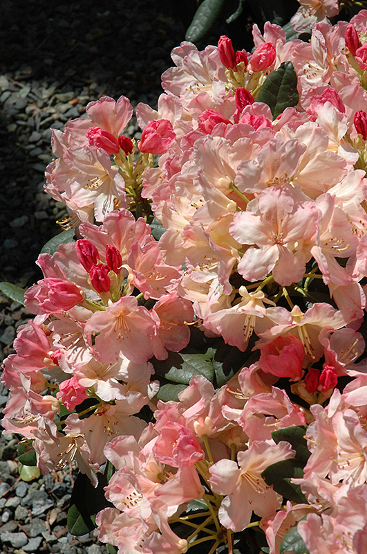 Percy Wiseman Rhododendron (Rhododendron 'Percy Wiseman') at Hicks Nurseries