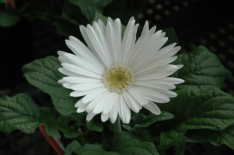 White Gerbera Daisy (Gerbera 'White') at Hicks Nurseries
