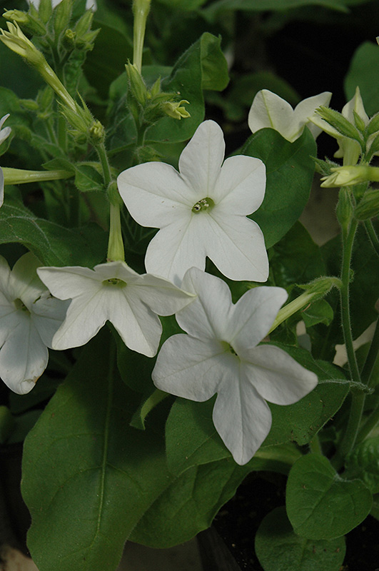 Saratoga White Flowering Tobacco (Nicotiana 'Saratoga White') at Hicks Nurseries