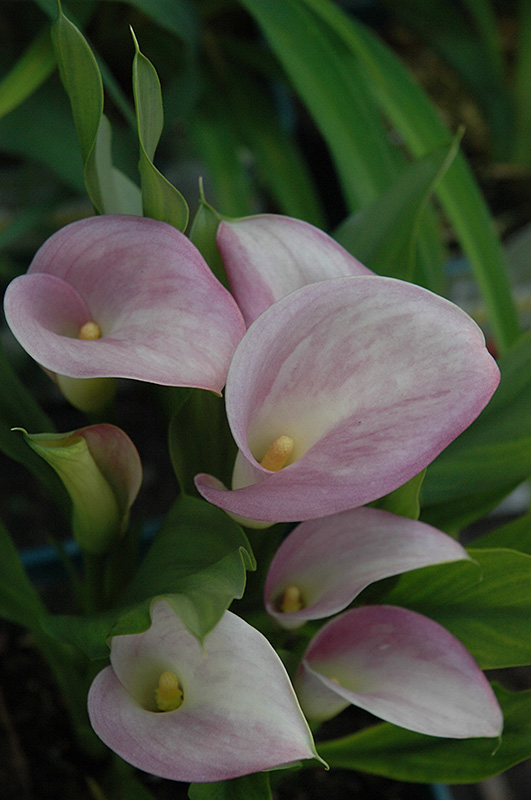Rubylite Pink Ice Calla Lily (Zantedeschia 'Rubylite Pink Ice') at Hicks Nurseries