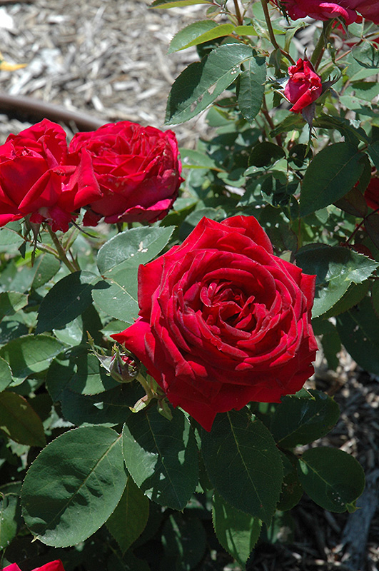 Kashmir Rose (Rosa 'Kashmir') at Hicks Nurseries