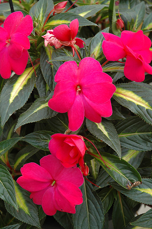 Sonic Hot Rose on Gold New Guinea Impatiens (Impatiens 'Sonic Hot Rose on Gold') at Hicks Nurseries