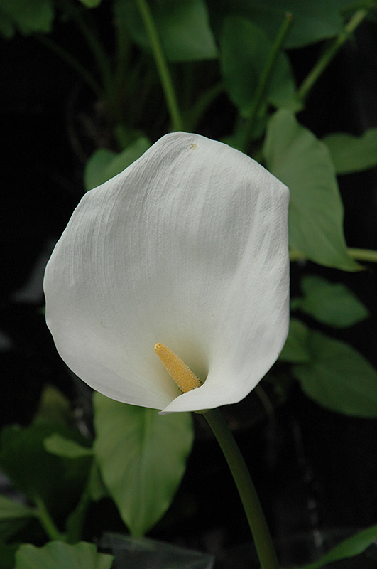 Calla Lily (Zantedeschia aethiopica) at Hicks Nurseries