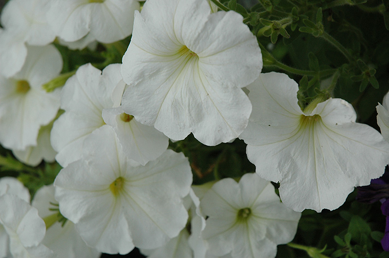 Hurrah White Petunia (Petunia 'Hurrah White') at Hicks Nurseries