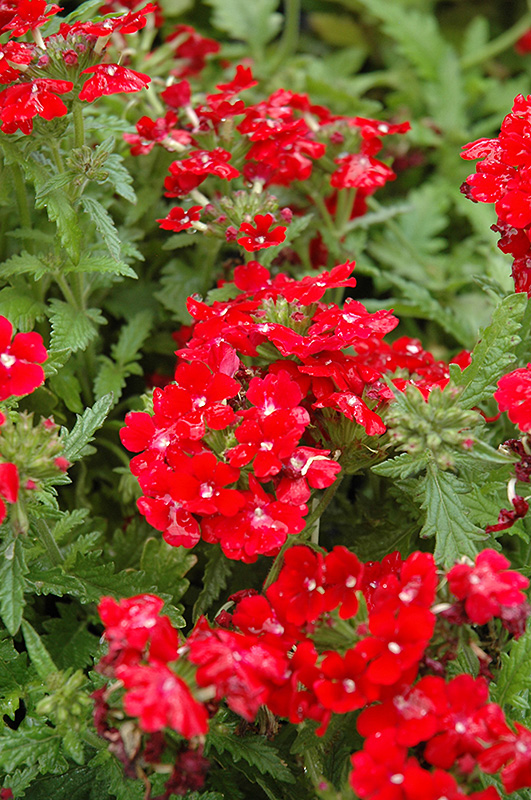 Obsession Red Verbena (Verbena 'Obsession Red') at Hicks Nurseries
