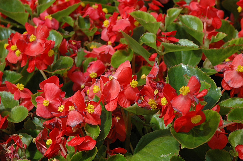 Prelude Scarlet Begonia (Begonia 'Prelude Scarlet') at Hicks Nurseries