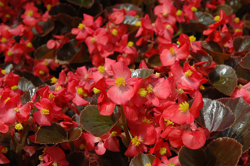 Harmony Scarlet Begonia (Begonia 'Harmony Scarlet') at Hicks Nurseries