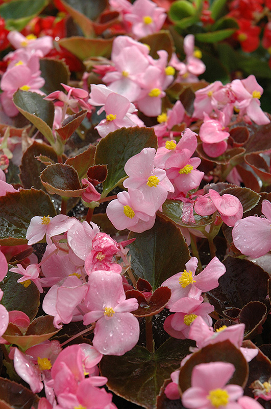 Harmony Pink Begonia (Begonia 'Harmony Pink') at Hicks Nurseries