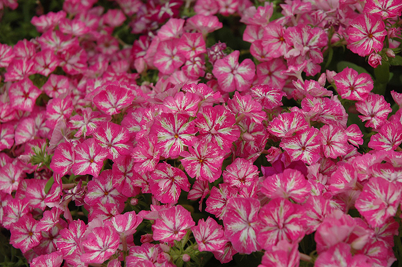 Grammy Pink and White Annual Phlox (Phlox 'Grammy Pink and White') at Hicks Nurseries