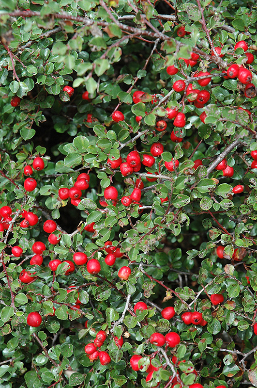 Cranberry Cotoneaster (Cotoneaster apiculatus) at Hicks Nurseries
