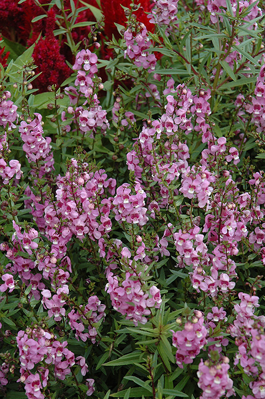 Serena Lavender Pink Angelonia (Angelonia angustifolia 'Serena Lavender Pink') at Hicks Nurseries