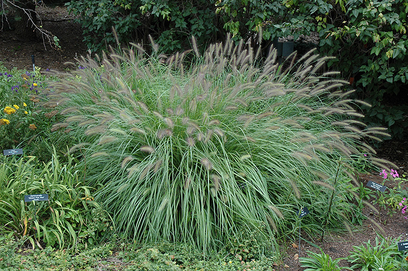 Fountain Grass (Pennisetum alopecuroides) at Hicks Nurseries