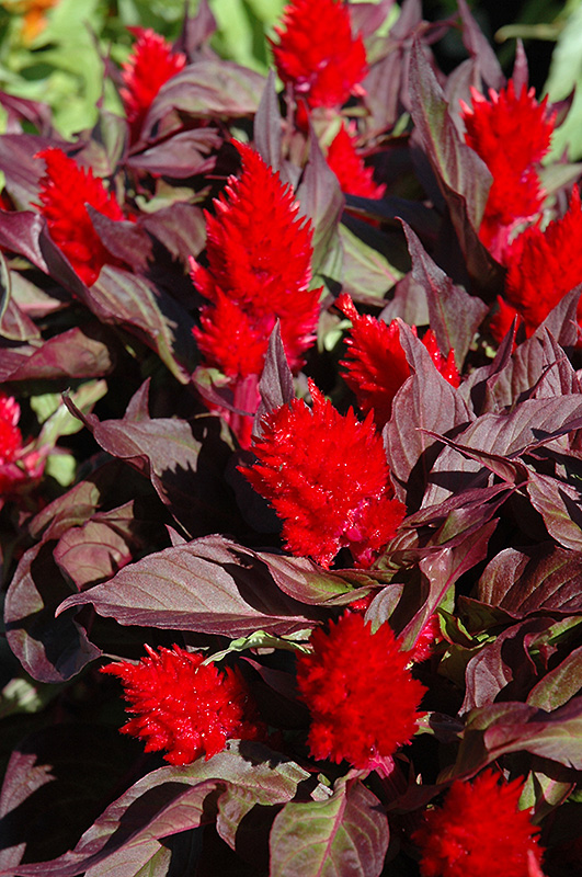 Smart Look Red Celosia (Celosia 'Smart Look Red') at Hicks Nurseries