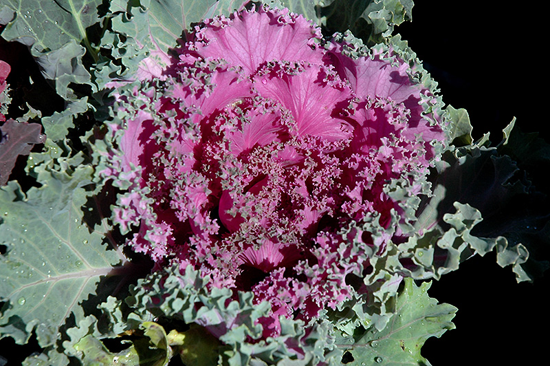 Pink Kale (Brassica oleracea var. acephala 'Pink') at Hicks Nurseries