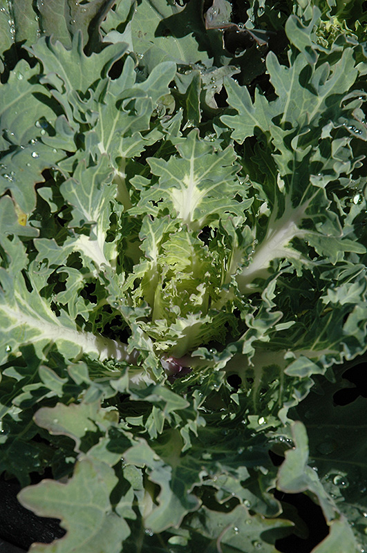 Snow Prince Kale (Brassica oleracea var. acephala 'Snow Prince') at Hicks Nurseries