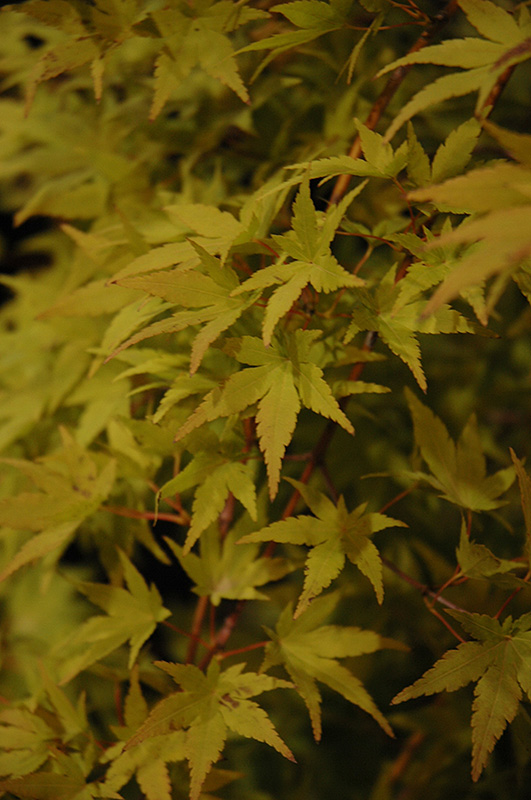 Ryusen Japanese Maple (Acer palmatum 'Ryusen') at Hicks Nurseries