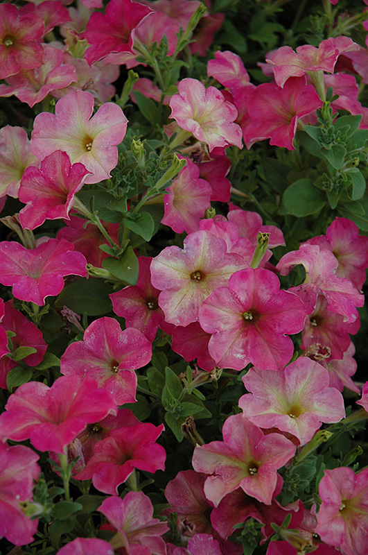 Debonair Dusty Rose Petunia (Petunia 'Debonair Dusty Rose') at Hicks Nurseries