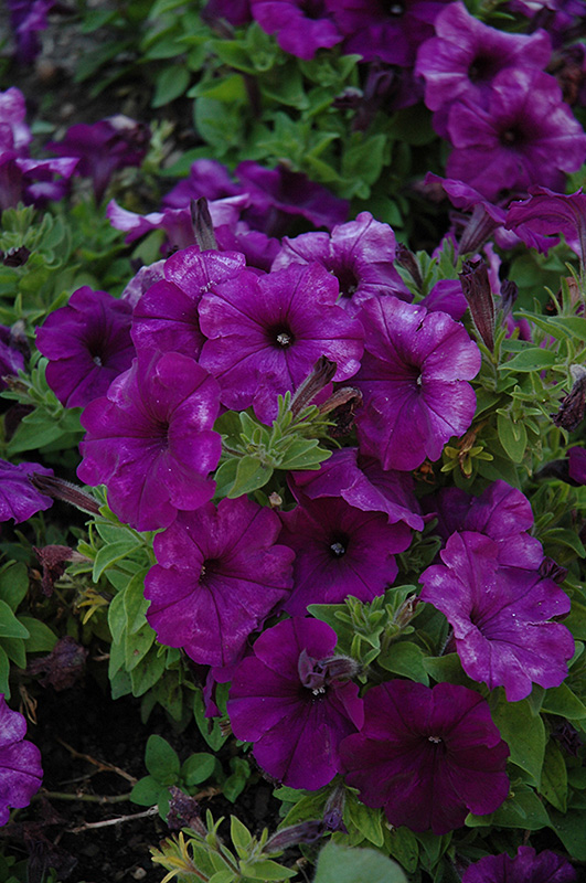 Mambo Deep Purple Petunia (Petunia 'Mambo Deep Purple') at Hicks Nurseries