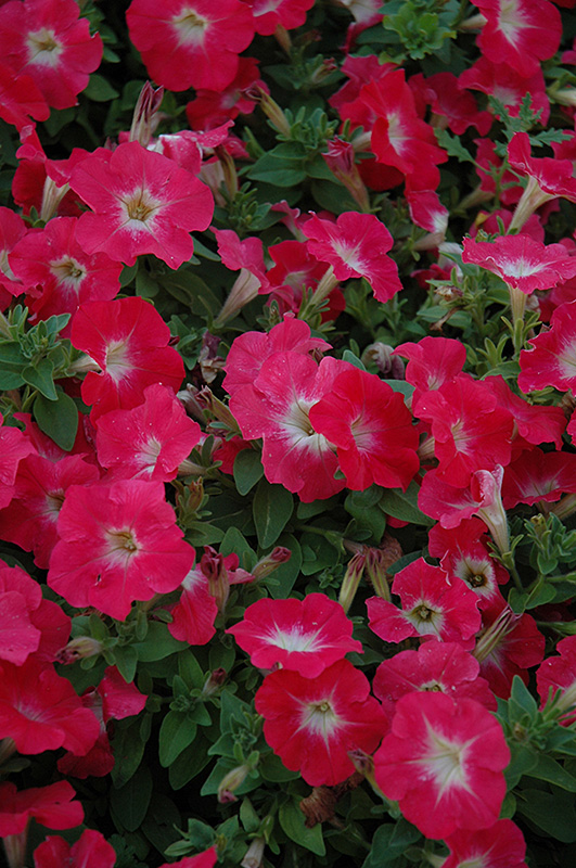Mambo Red Morn Petunia (Petunia 'Mambo Red Morn') at Hicks Nurseries