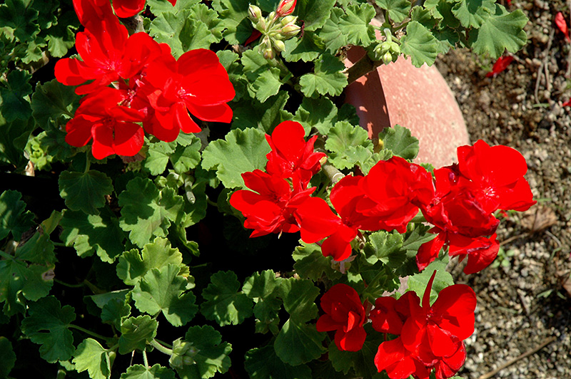 Summer Idols True Red Geranium (Pelargonium 'Summer Idols True Red') at Hicks Nurseries