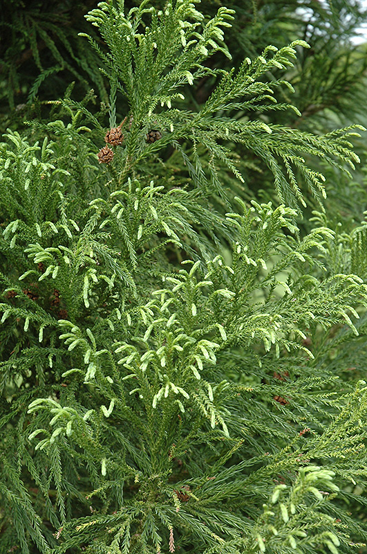 Yoshino Japanese Cedar (Cryptomeria japonica 'Yoshino') at Hicks Nurseries