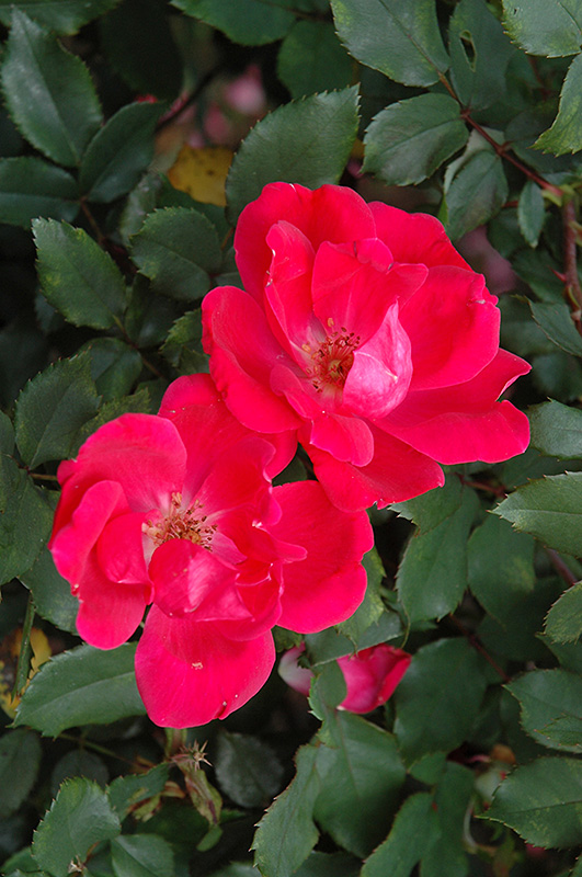 Red Knock Out Rose (Rosa 'Red Knock Out') at Hicks Nurseries