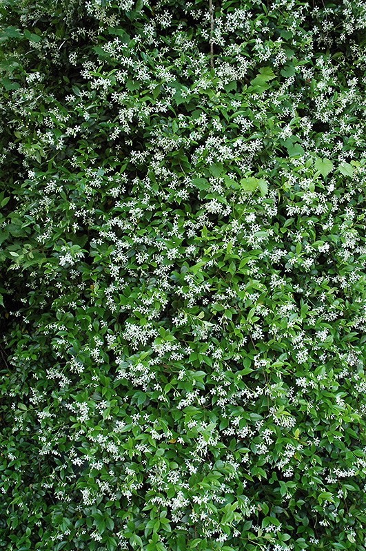 Confederate Star-Jasmine (Trachelospermum jasminoides) at Hicks Nurseries