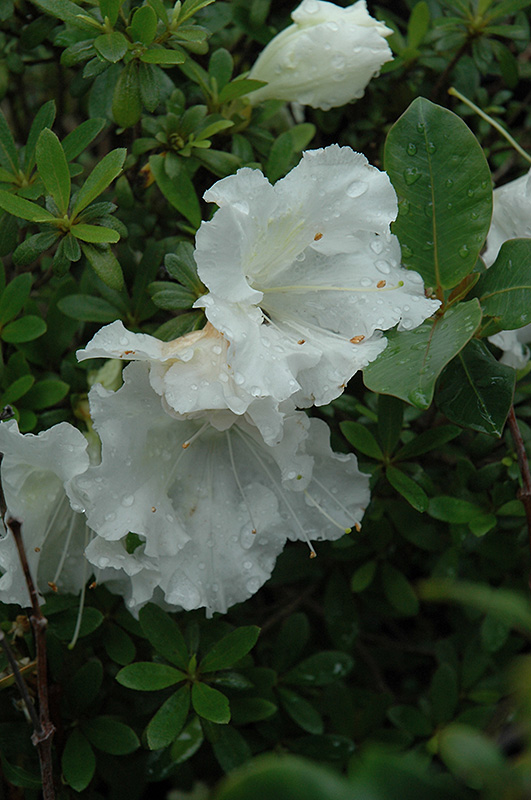 Gumpo White Azalea (Rhododendron 'Gumpo White') at Hicks Nurseries
