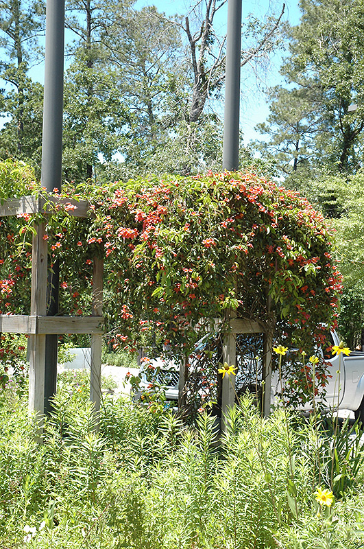 Cross Vine (Bignonia capreolata) at Hicks Nurseries
