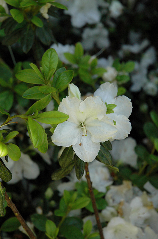 Pleasant White Azalea (Rhododendron 'Pleasant White') at Hicks Nurseries