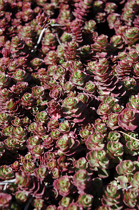 Red Carpet Stonecrop (Sedum spurium 'Red Carpet') at Hicks Nurseries