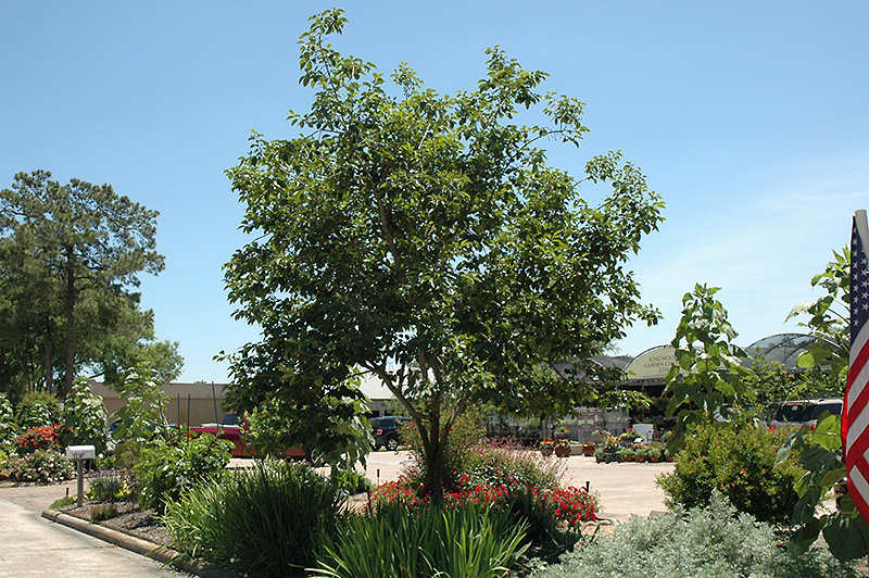 Common Persimmon (Diospyros virginiana) at Hicks Nurseries
