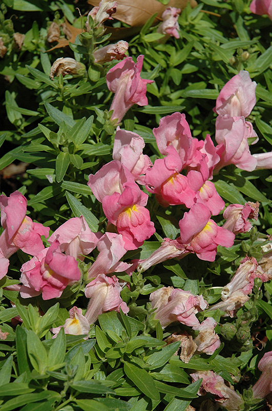 Trailing Snapshot Pink Snapdragon (Antirrhinum majus 'Trailing Snapshot Pink') at Hicks Nurseries