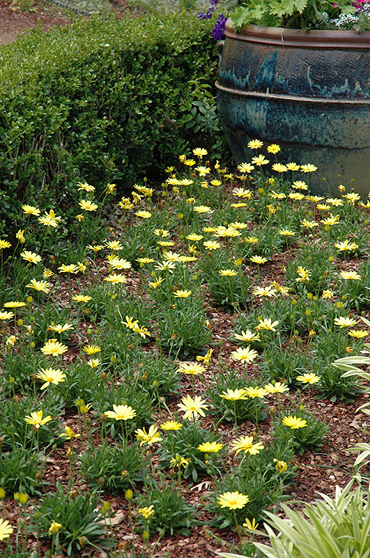 Voltage Yellow African Daisy (Osteospermum 'Voltage Yellow') at Hicks Nurseries