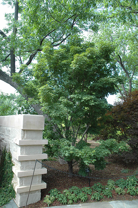 Tobiosho Japanese Maple (Acer palmatum 'Tobiosho') at Hicks Nurseries