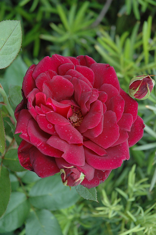 Oklahoma Rose (Rosa 'Oklahoma') at Hicks Nurseries