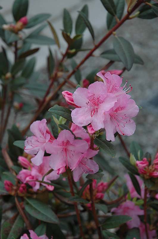 Aglo Rhododendron (Rhododendron 'Aglo') at Hicks Nurseries