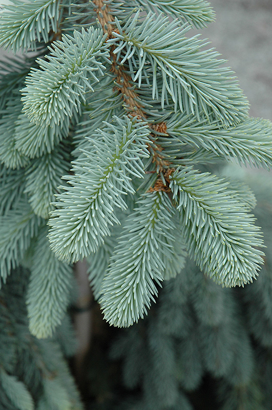 The Blues Colorado Blue Spruce (Picea pungens 'The Blues') at Hicks Nurseries