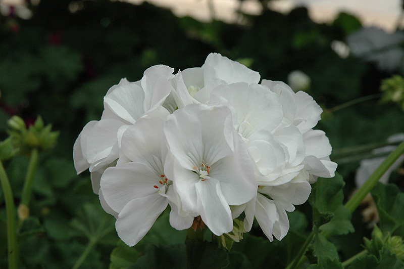 Classic White Geranium (Pelargonium 'Classic White') at Hicks Nurseries