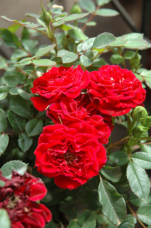 Red Sunblaze Rose (Rosa 'Meirutral') at Hicks Nurseries