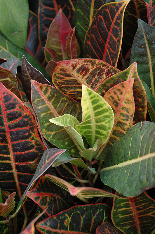 Variegated Croton (Codiaeum variegatum 'var. pictum') in Long Island