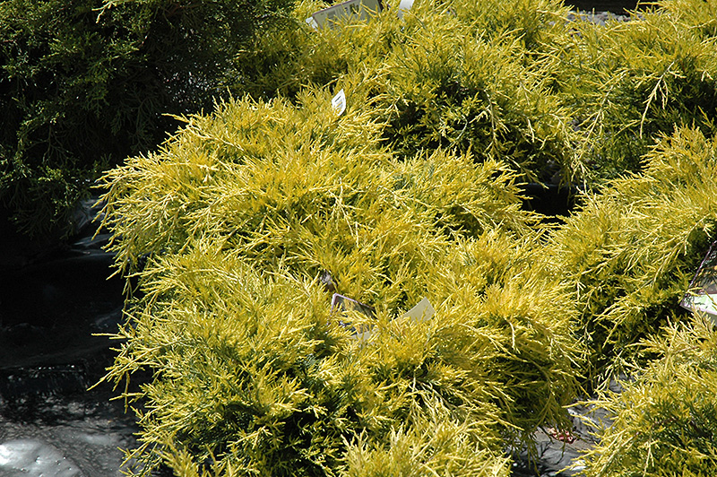 Sea Of Gold Juniper (Juniperus x media 'Sea Of Gold') at Hicks Nurseries