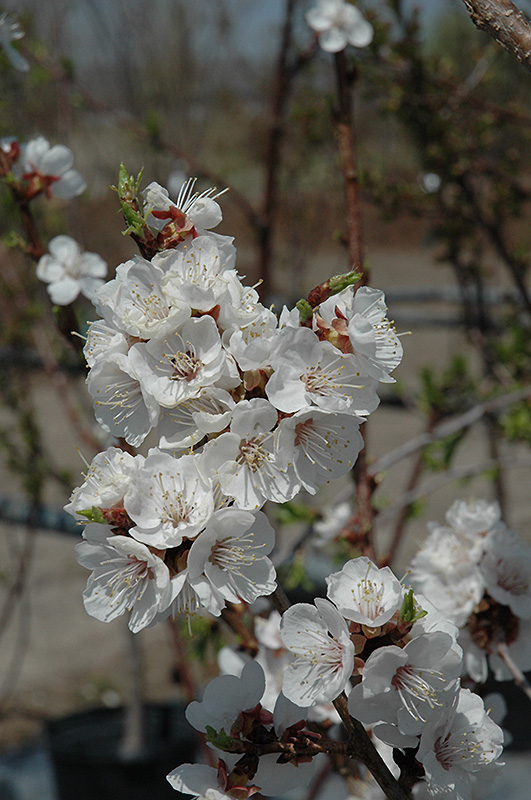 Sungold Apricot (Prunus 'Sungold') at Hicks Nurseries
