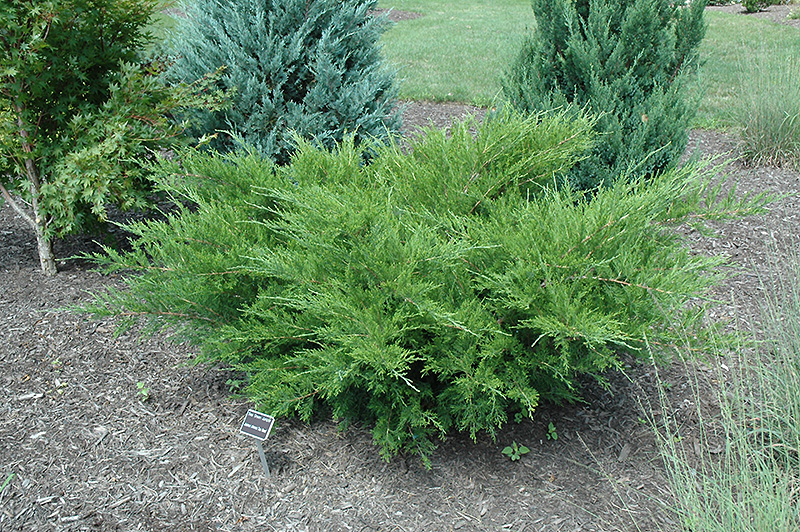 Sea Green Juniper (Juniperus chinensis 'Sea Green') at Hicks Nurseries