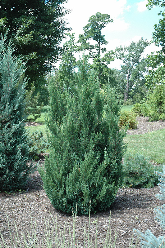 Blue Point Juniper (Juniperus chinensis 'Blue Point') at Hicks Nurseries